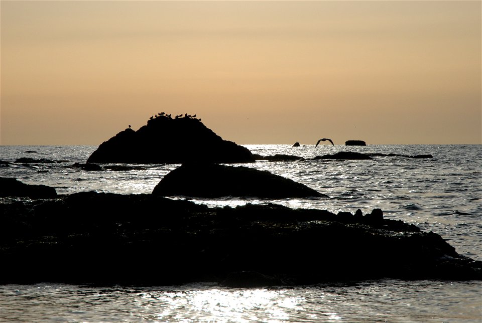 seabirds silhouette rocks ruby wildlife beach sunset c bubar march 05 2015 photo