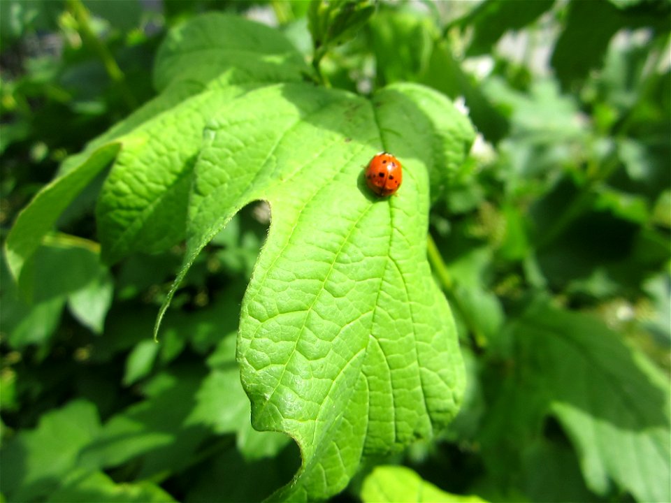 Insekten (Marienkäfer etc.)