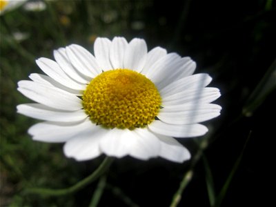 Blumen
