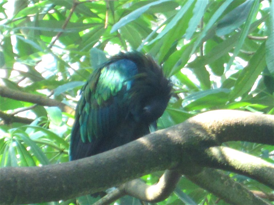 Vögel