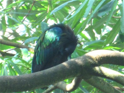 Vögel