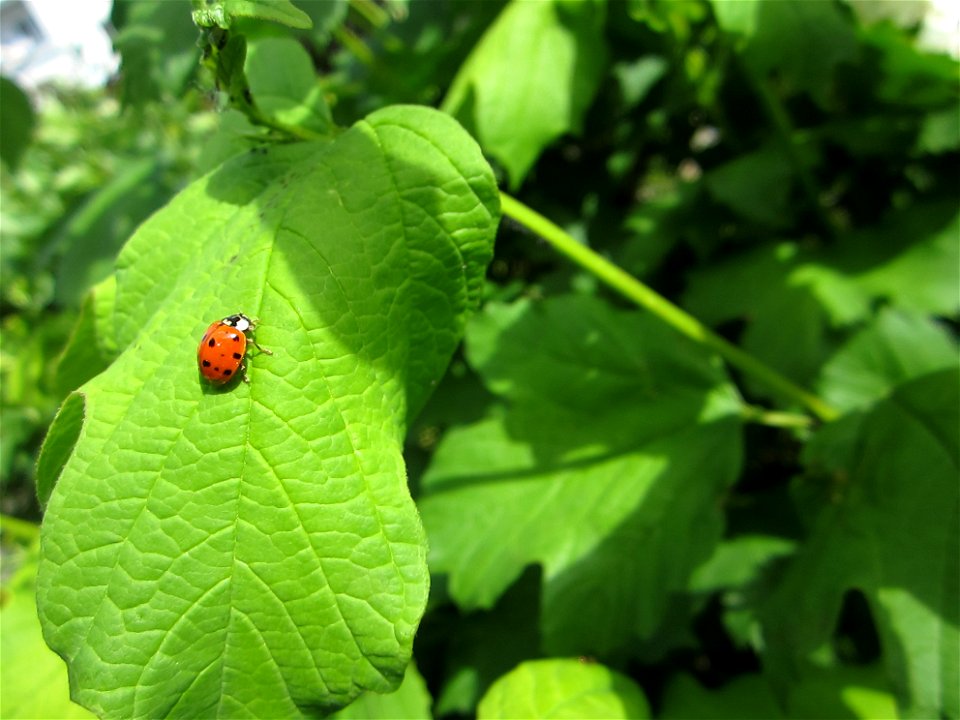 Insekten (Marienkäfer etc.)