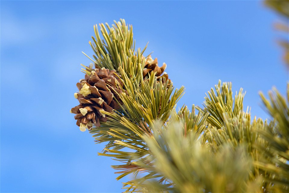 Pinus Flexilis cones along branch
