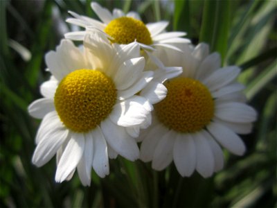 Blumen
