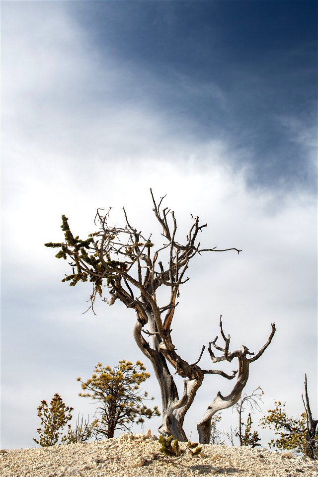 Bristlecone near Paria View