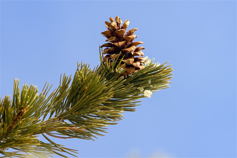 Pinus Flexilis upright cone on branch (cropped)