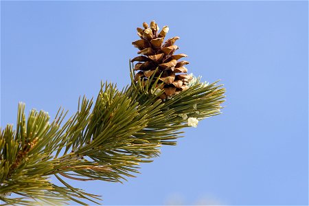 Pinus Flexilis upright cone on branch (cropped)