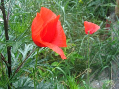 Blumen