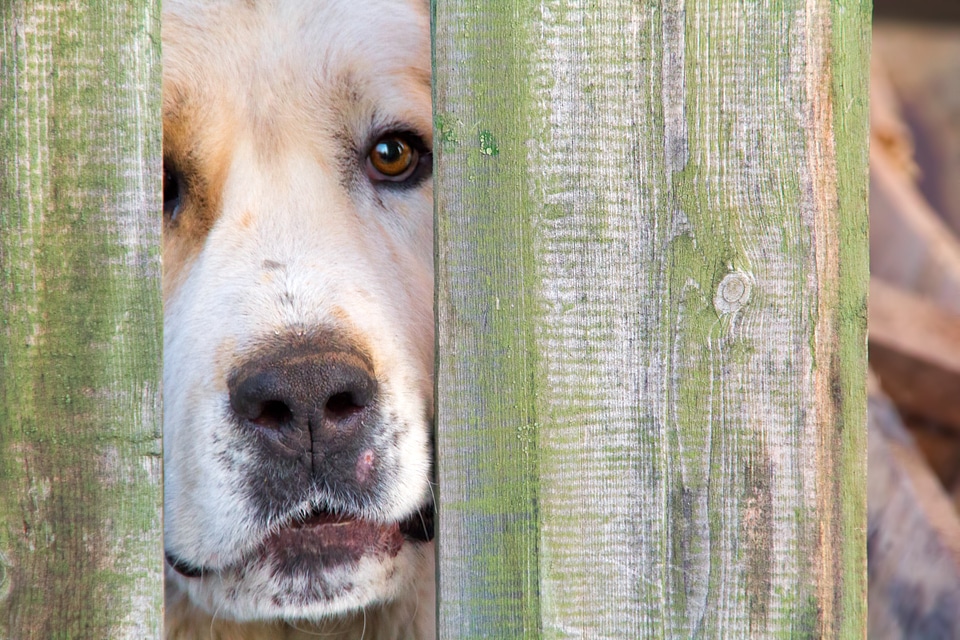Dog looks through fence