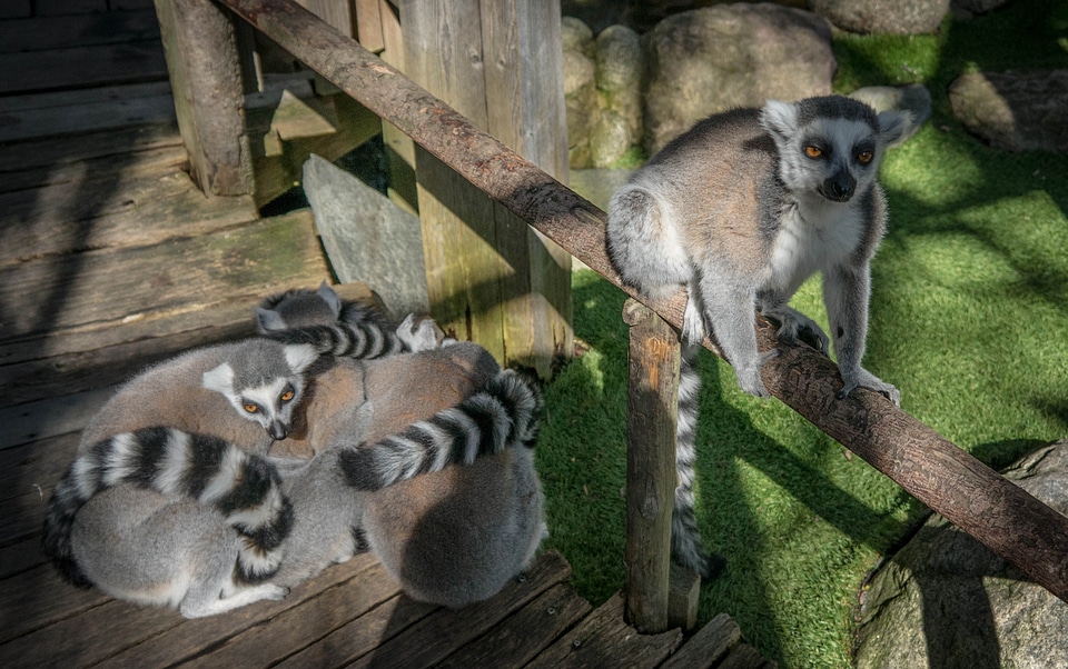 Lemuriformes primate ring-tailed lemur