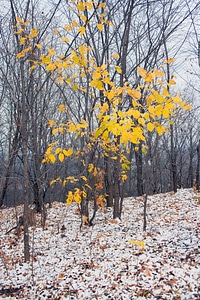 Autumn leaves photo