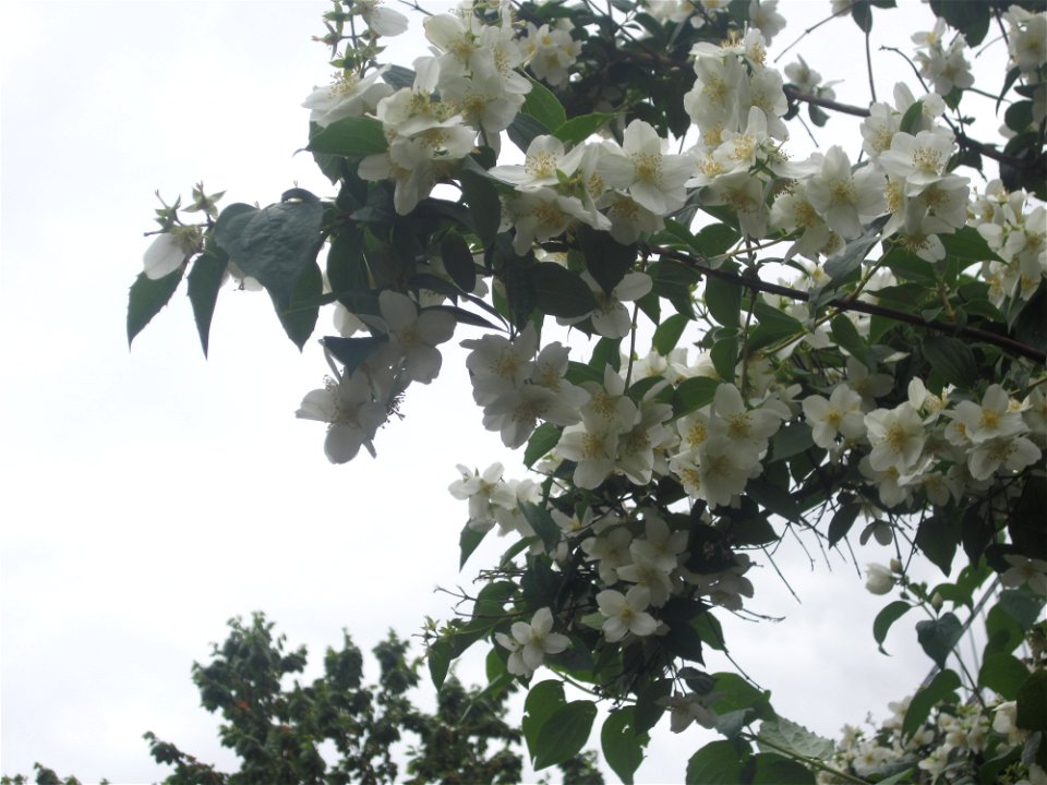 Baum