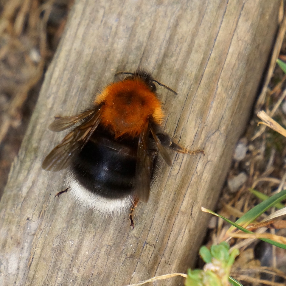 Insect bee wasp