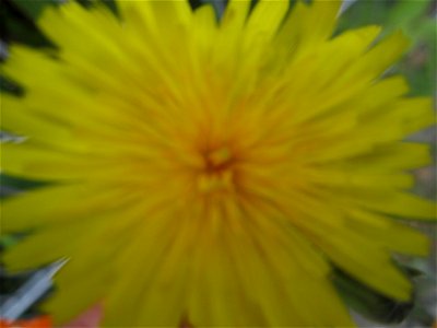 Blumen