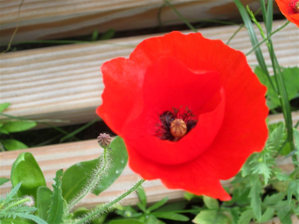 Blumen