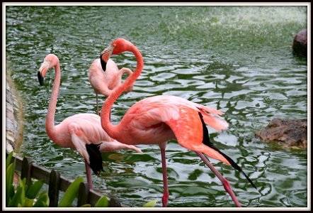 flamingi photo