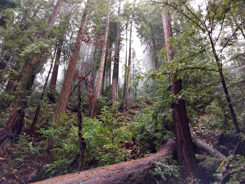 Forest Around Ye
