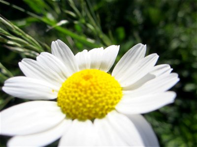 Blumen