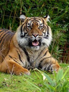 tijger Arnhem Burgers Zoo photo