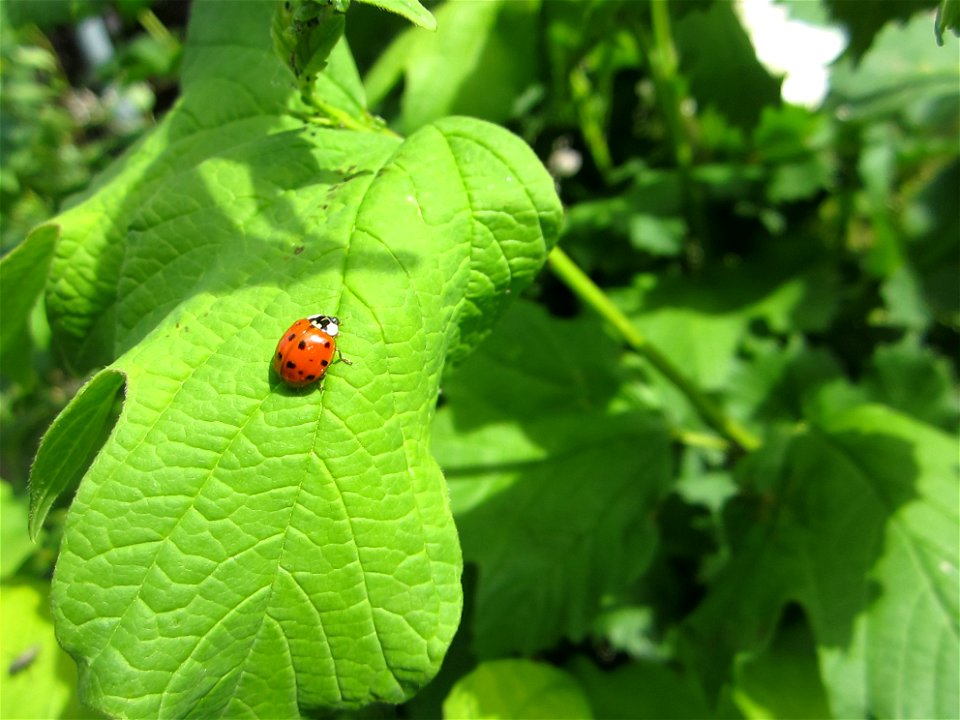Insekten (Marienkäfer etc.)