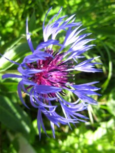 Blumen