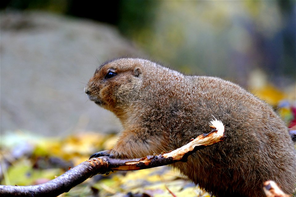 Prairihond  in Artis
