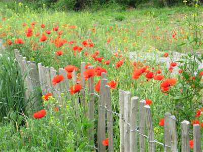Blumen