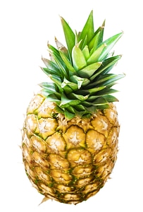 Pineapple fruit photo
