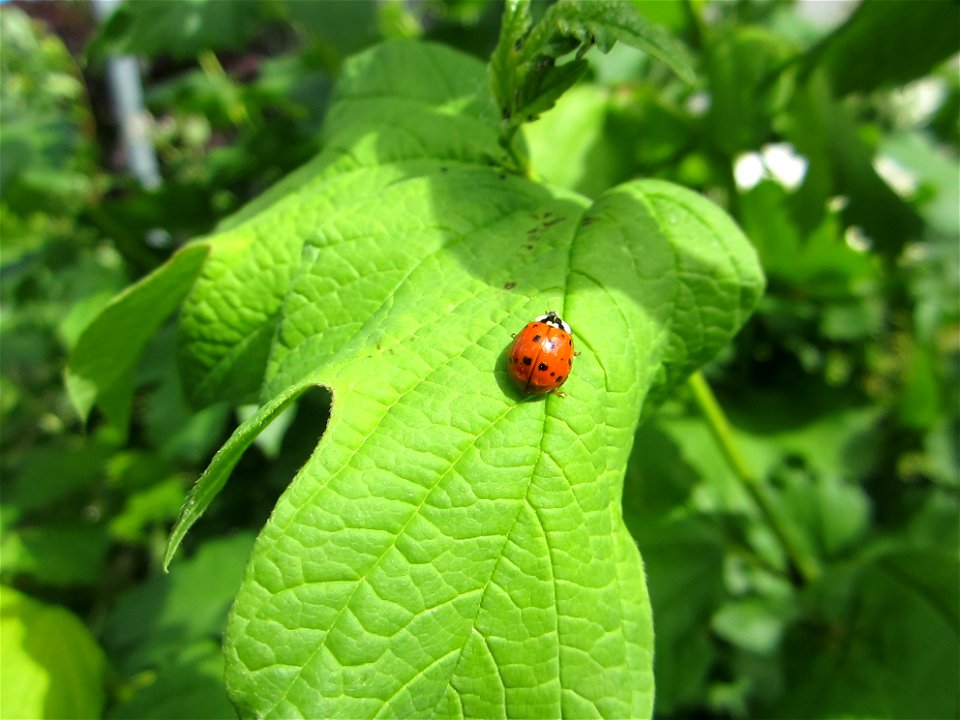 Insekten (Marienkäfer etc.)
