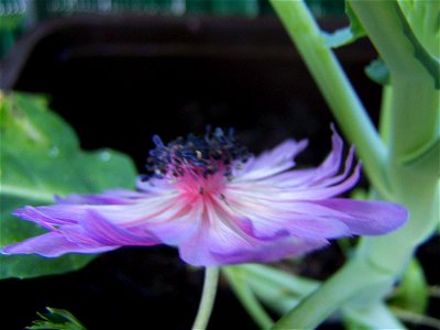 Blumen