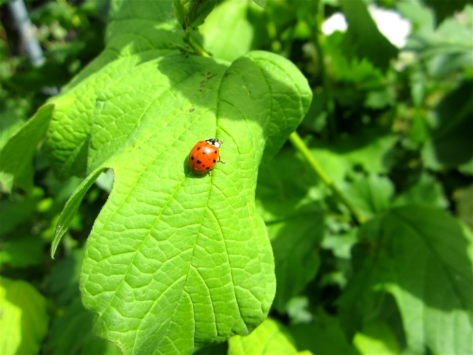 Insekten (Marienkäfer etc.)