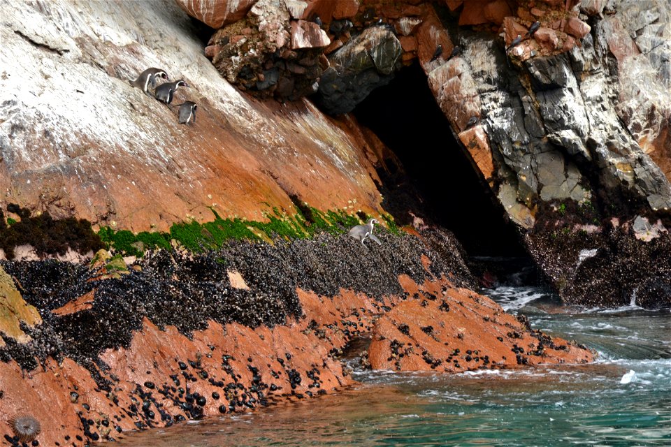 Islas ballestas, Paracas. Peru