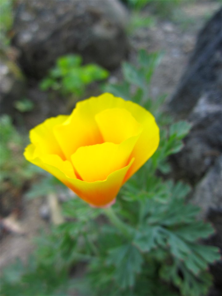 Blumen