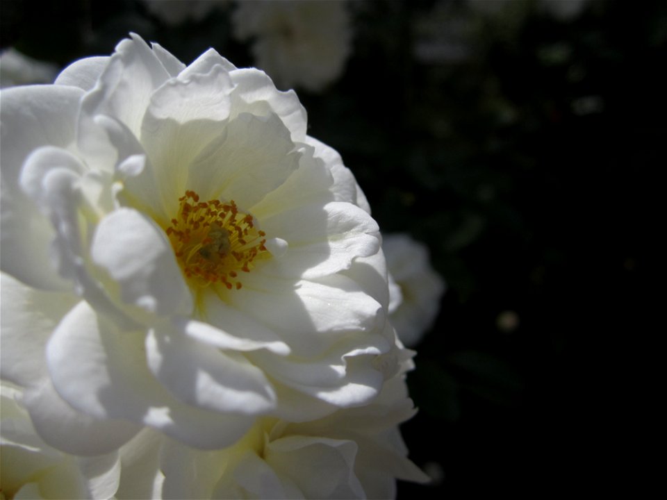 Blumen photo