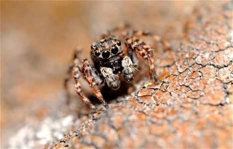 Jumping Spider photo