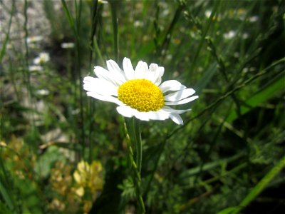 Blumen