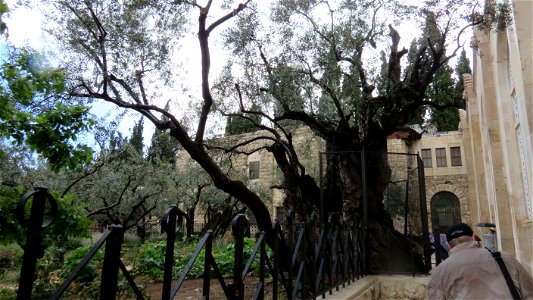 0565 Getsemani (8) photo