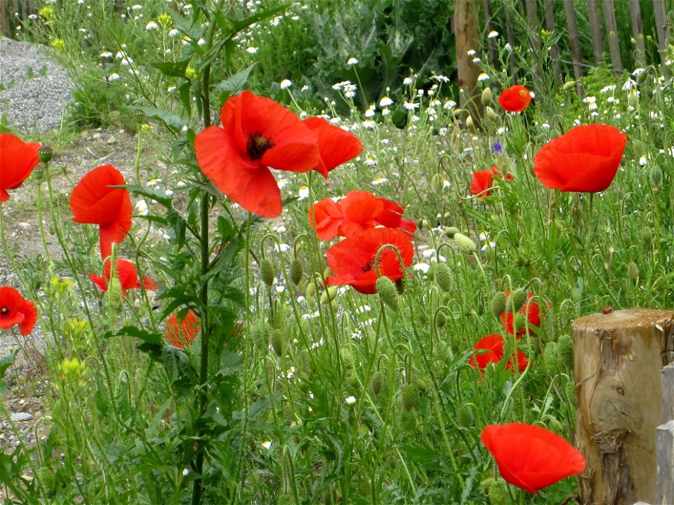 Blumen