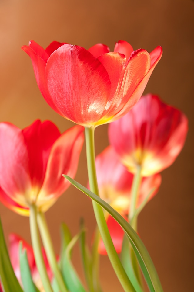 Tulips