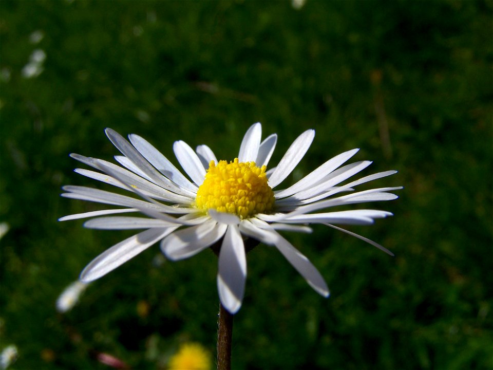 Blumen