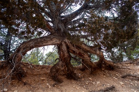 Juniper with exposed roots