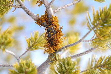 Pinus Flexilis dwarf mistletoe cluster