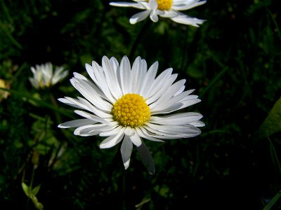 Blumen