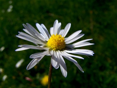 Blumen