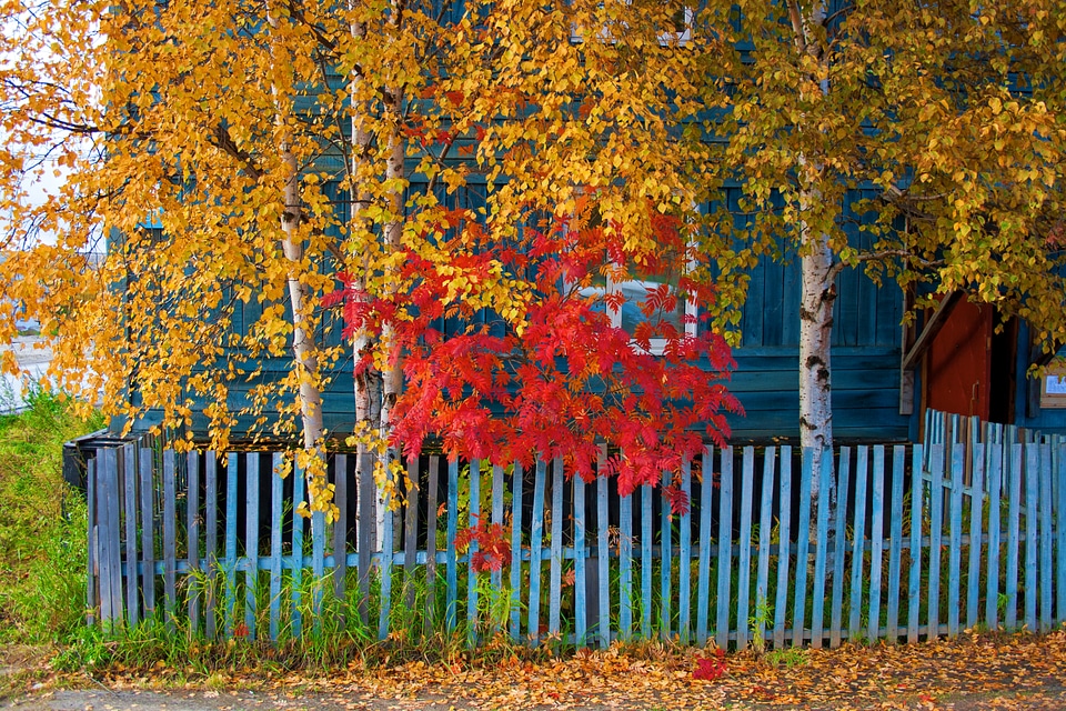 Colorful autumn leaves