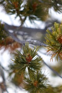 Pinus Flexilis male cones