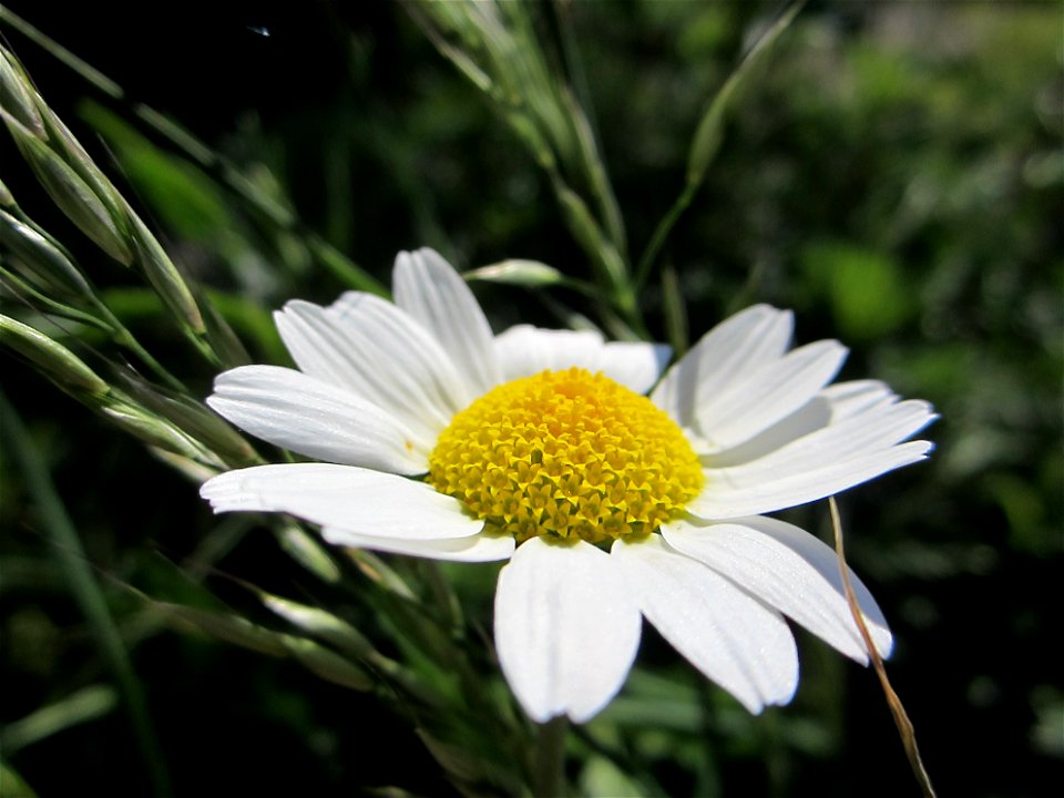 Blumen