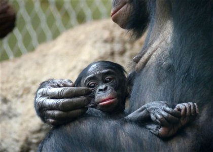Bonobo Frankfurt Zoo photo