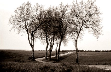 Géo Trees road