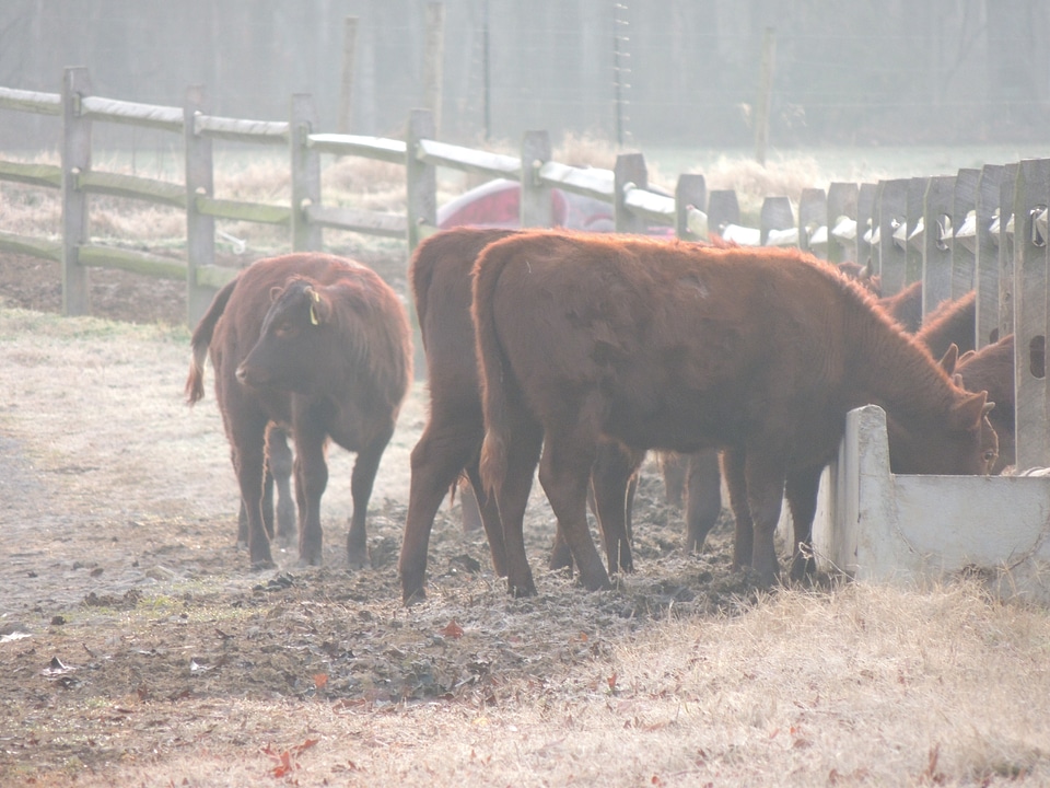 Field feeding heber